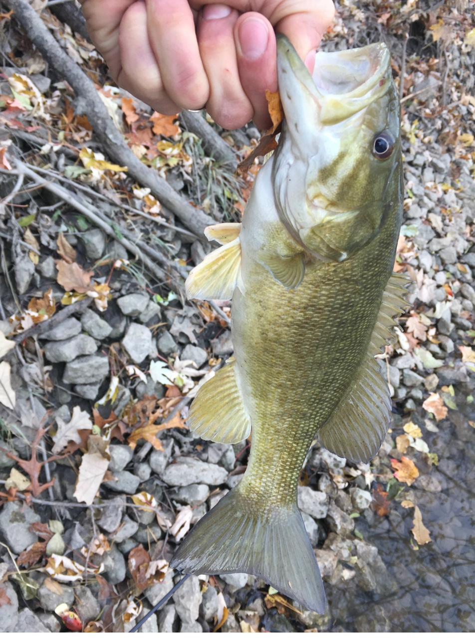 Largemouth bass caught fishing on the Vermilion River near Pontiac